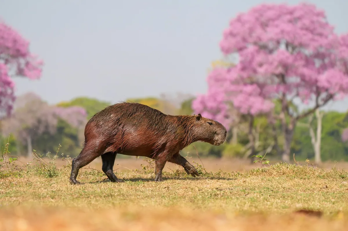 Two Capybaras Walked Into a Brazilian State Legislature Mid-Vote