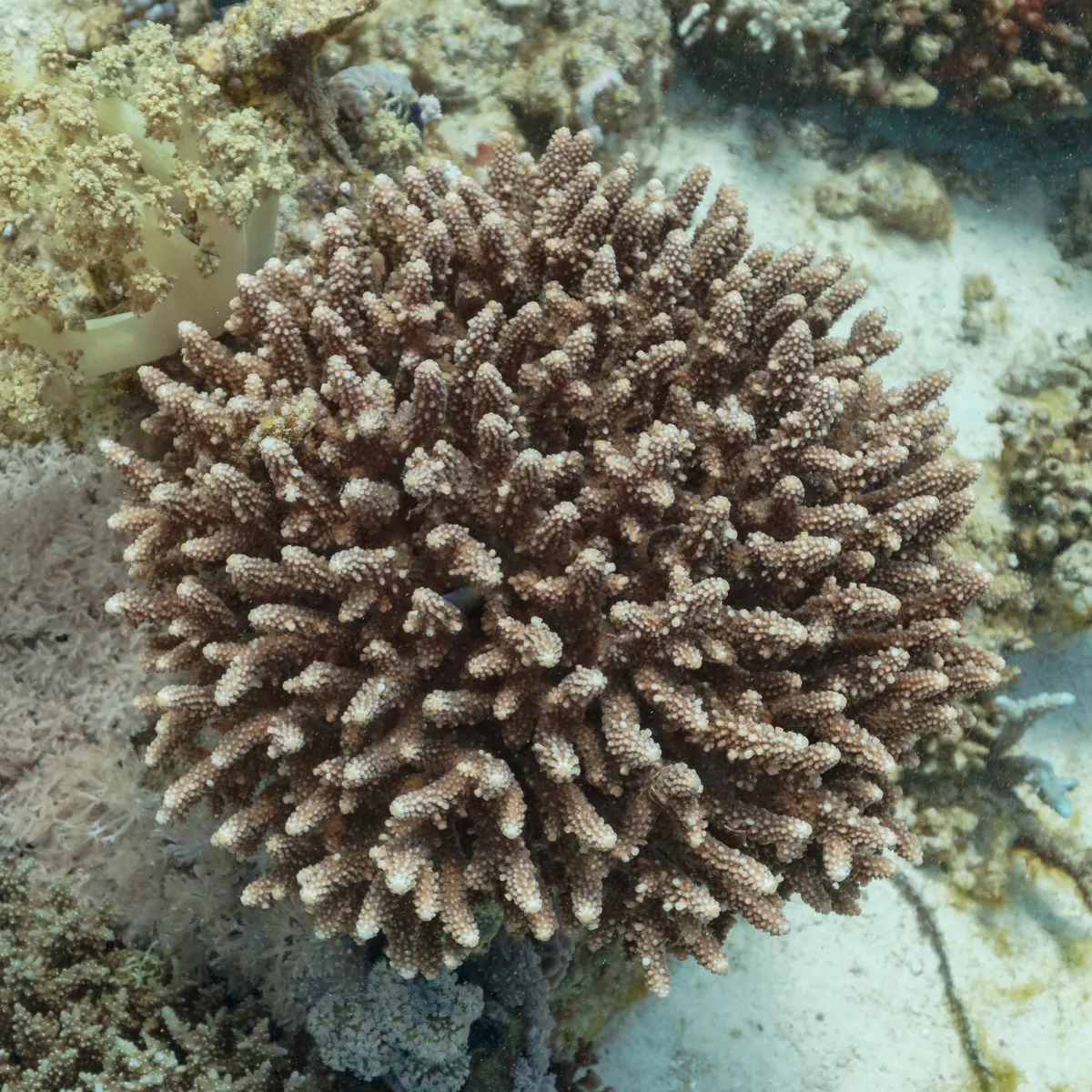 Long-Thought-Dead Coral Reef Off Benin Rediscovered Alive