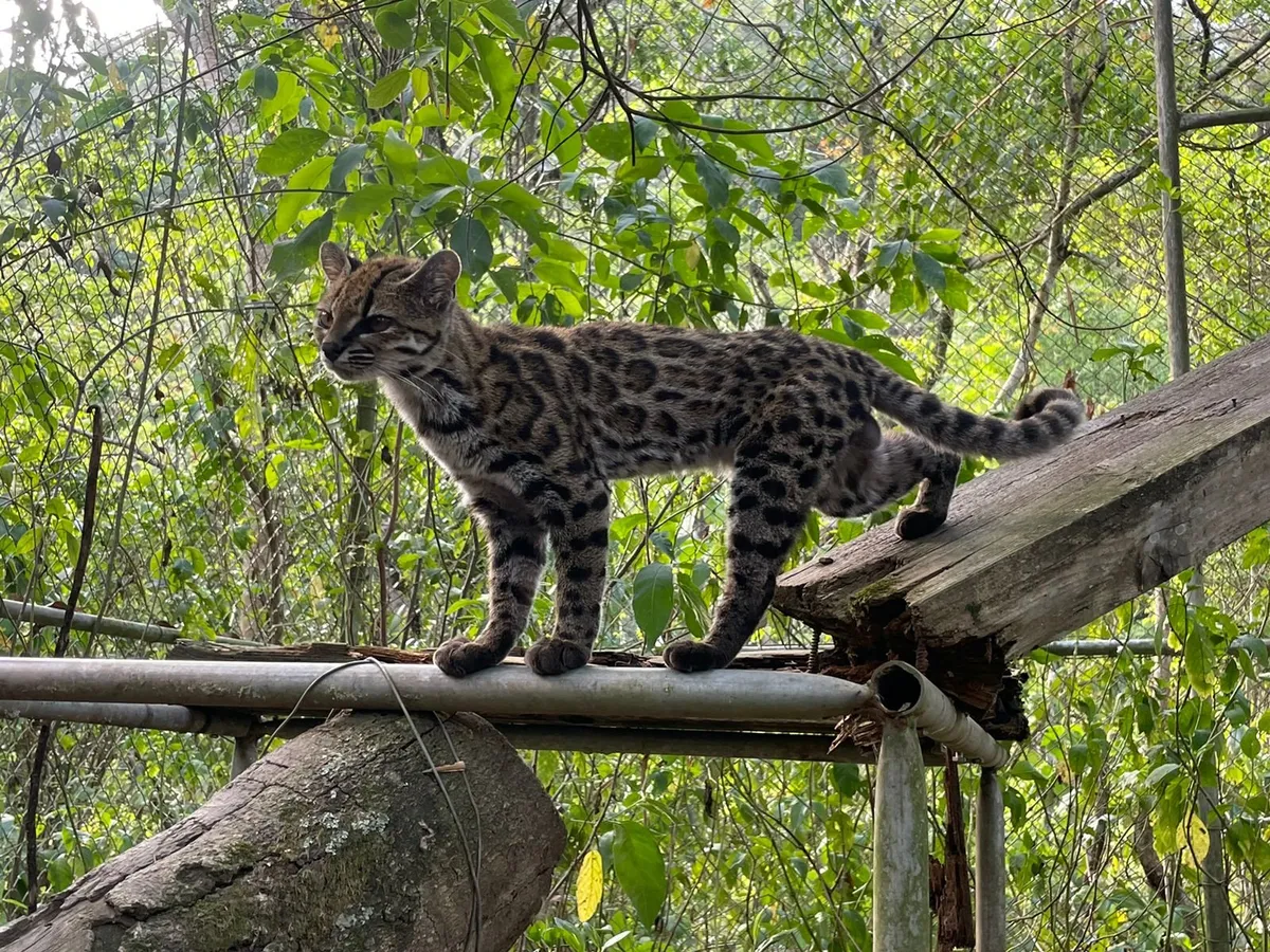 New wild cat species Leopardus tilcayo discovered in Bolivia's Yungas cloud forest