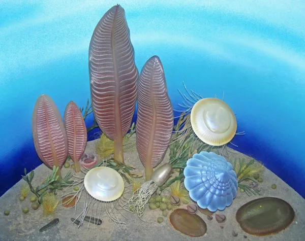 A 567-million-year-old fossil site in the Mackenzie Mountains rewrites the dawn of animal life