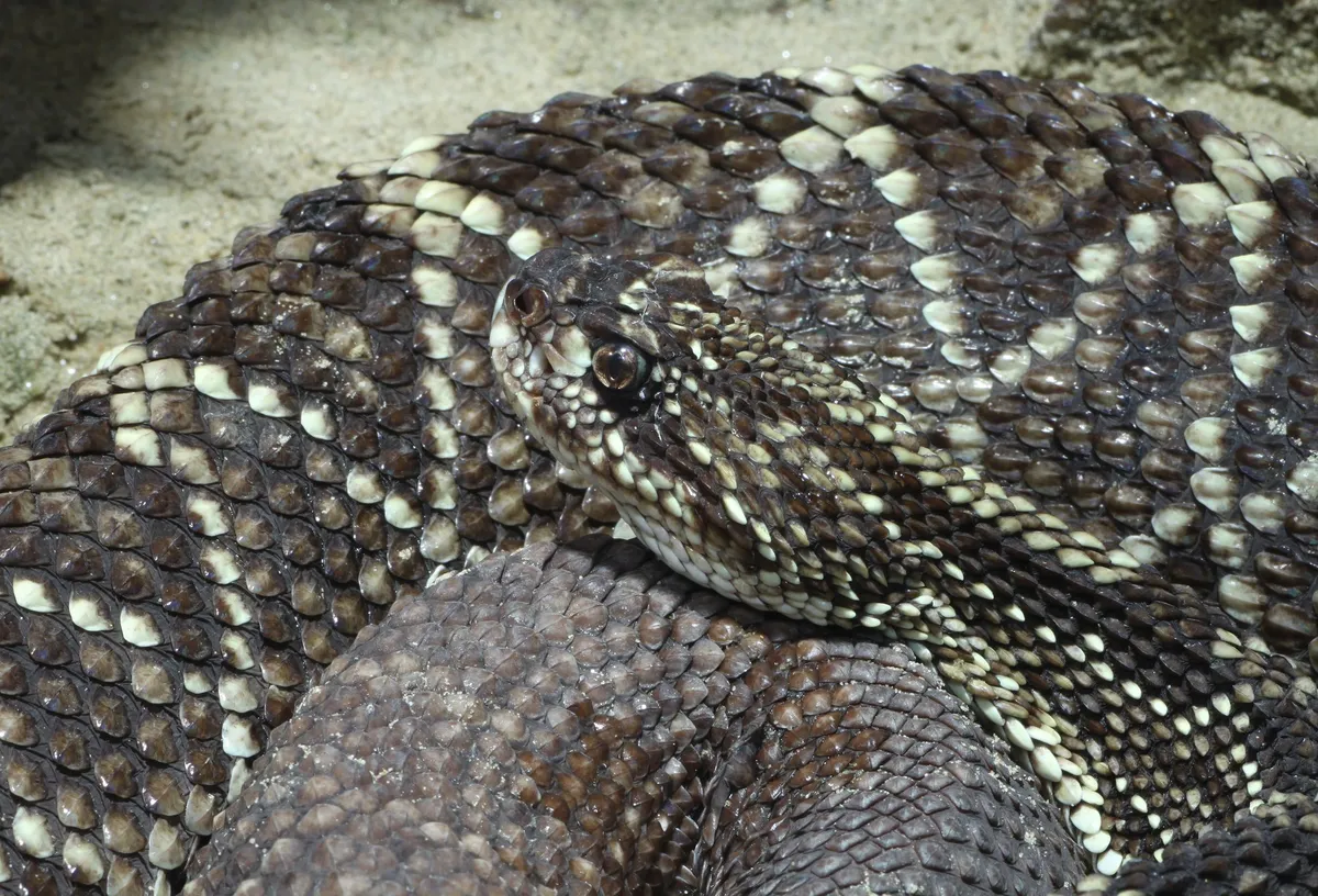 Rattlesnake blood yields antivenom 10 times more potent than current treatments