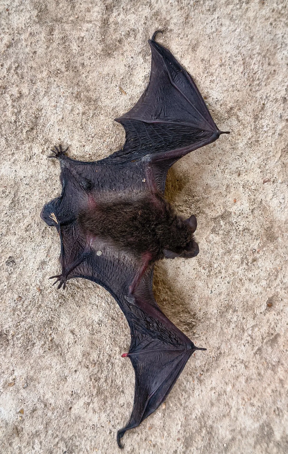 Vesper bats have two separate antibody gene systems, a mammalian immune arrangement without precedent