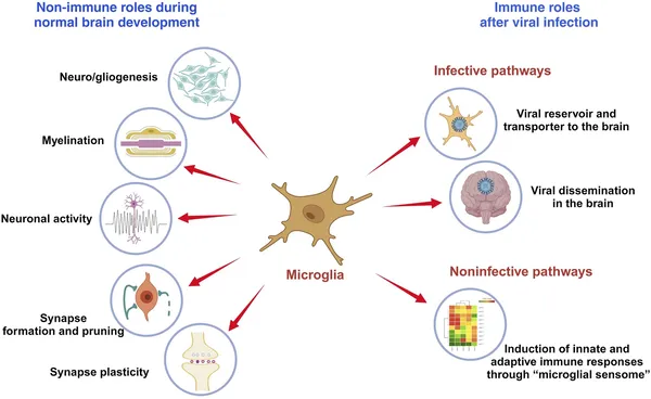 Scientists discover brain's immune cells are replaced by more inflammatory blood-derived cells between ages 50 and 75