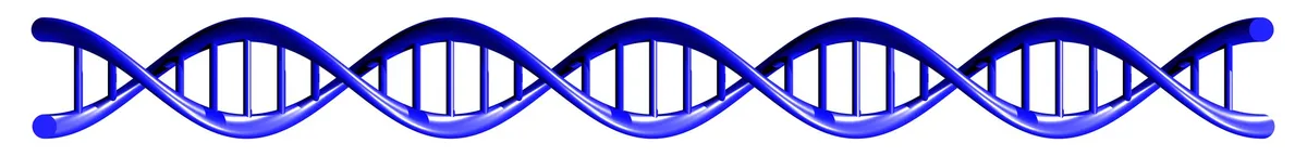 Researchers directly visualise two DNA helices zipping together