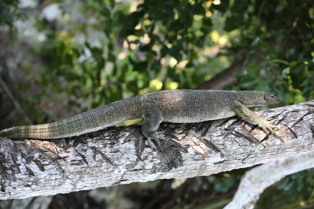 Mangrove Monitor Rescued From Burlington Parking Lot