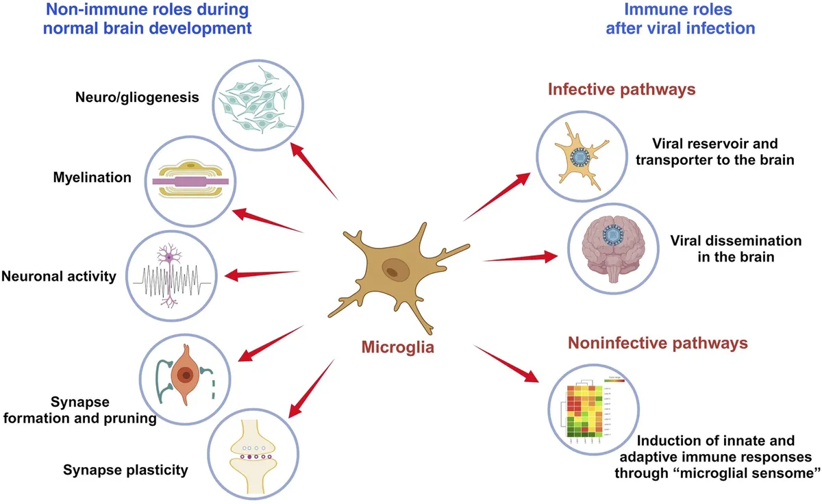 Scientists discover brain's immune cells are replaced by more inflammatory blood-derived cells between ages 50 and 75