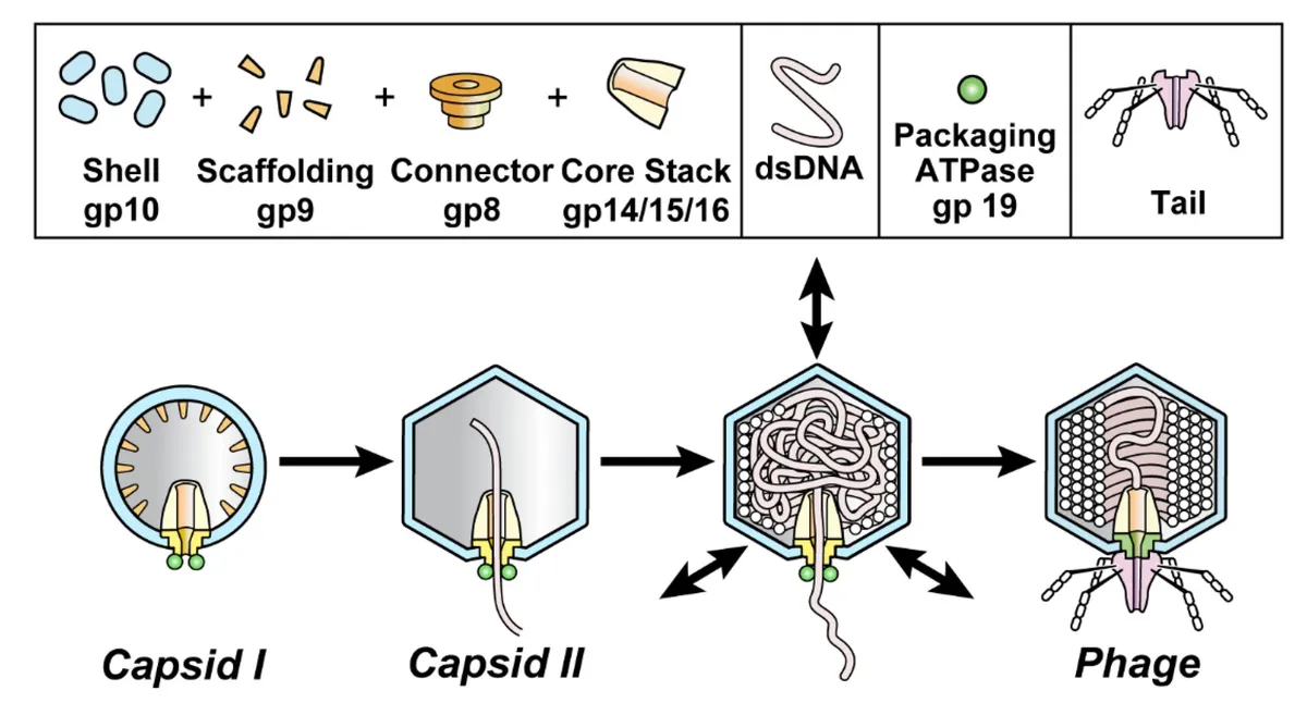 How a phage enzyme rewires nearly every protein in its bacterial host